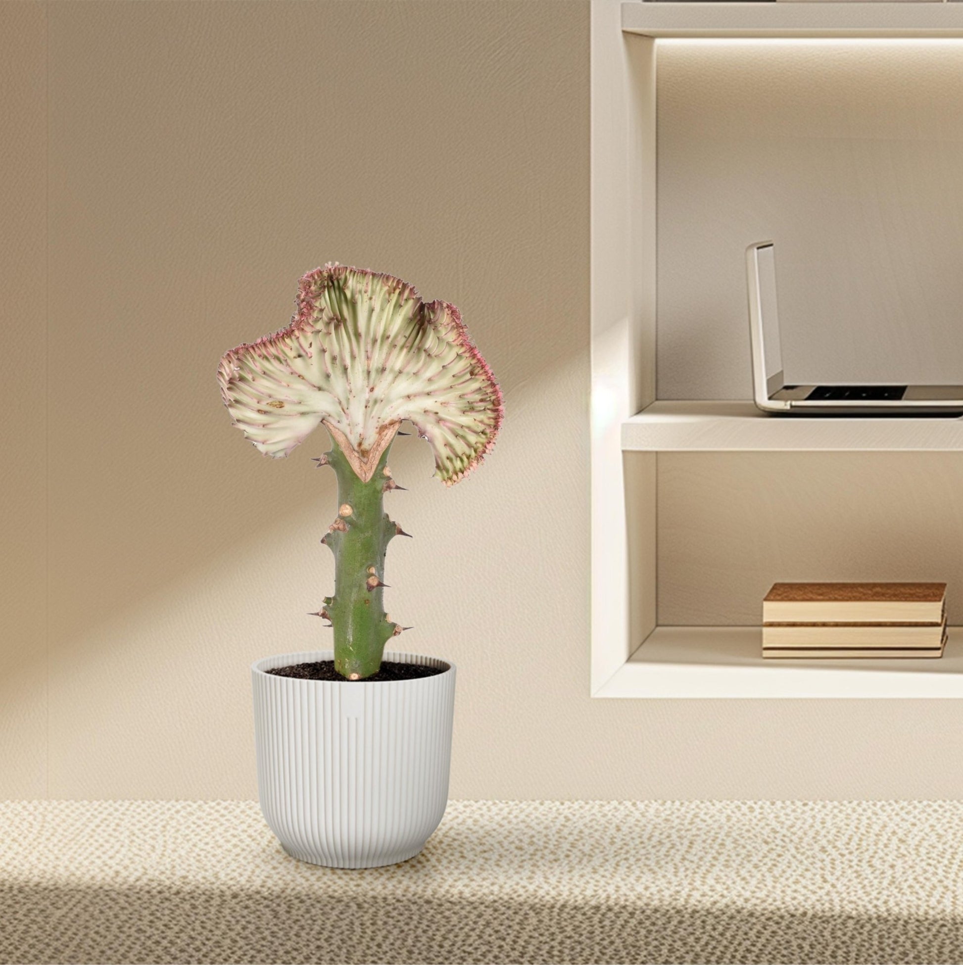 Euphorbia lactea Cristata rood - 35 cm - Forestbloom