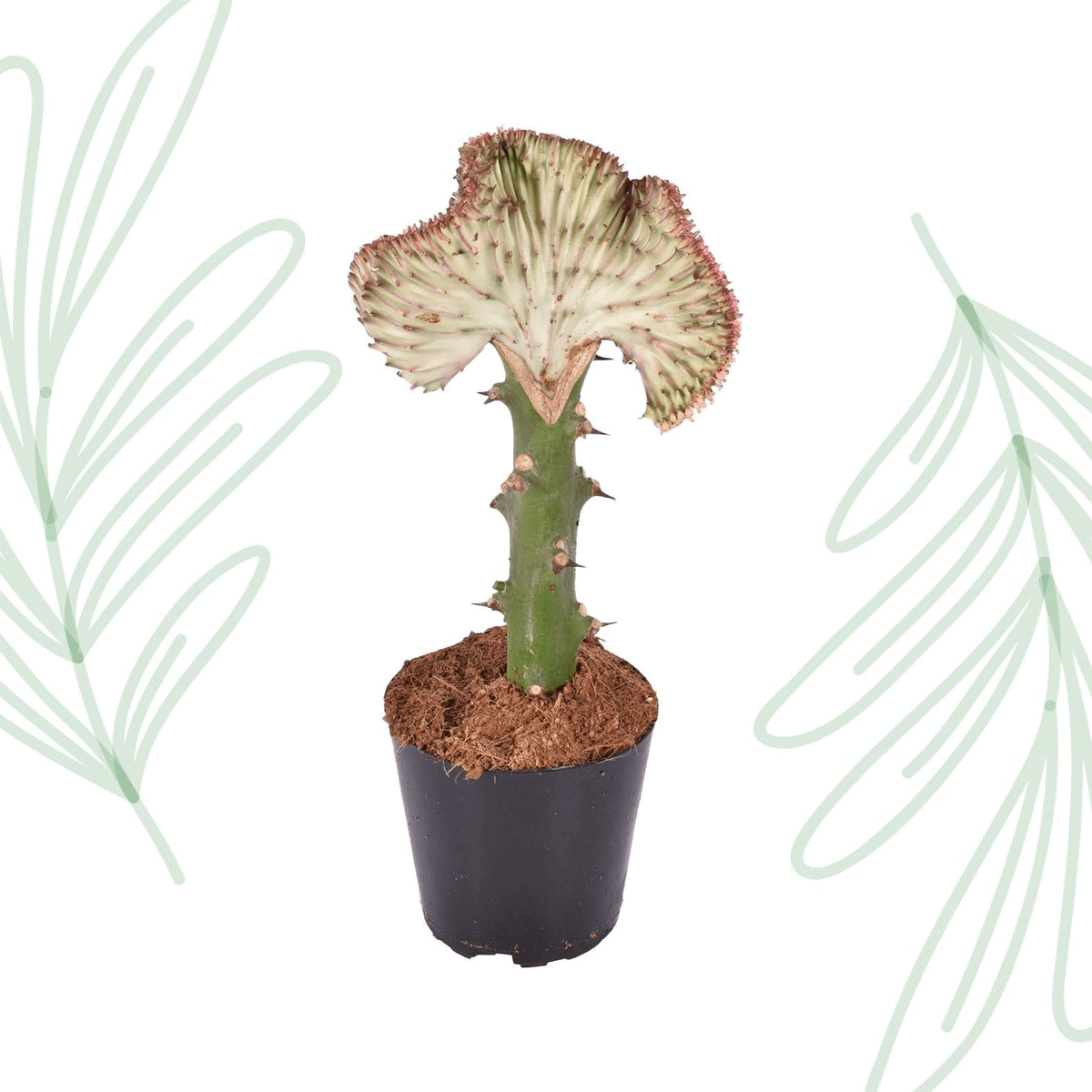 Euphorbia lactea Cristata rood - 35 cm - Forestbloom