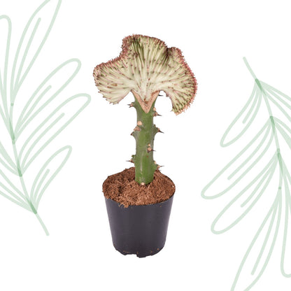 Euphorbia lactea Cristata rood - 35 cm - Forestbloom