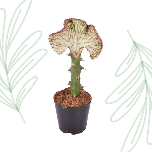 Euphorbia lactea Cristata rood - 35 cm - Forestbloom
