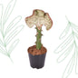 Euphorbia lactea Cristata rood - 35 cm - Forestbloom
