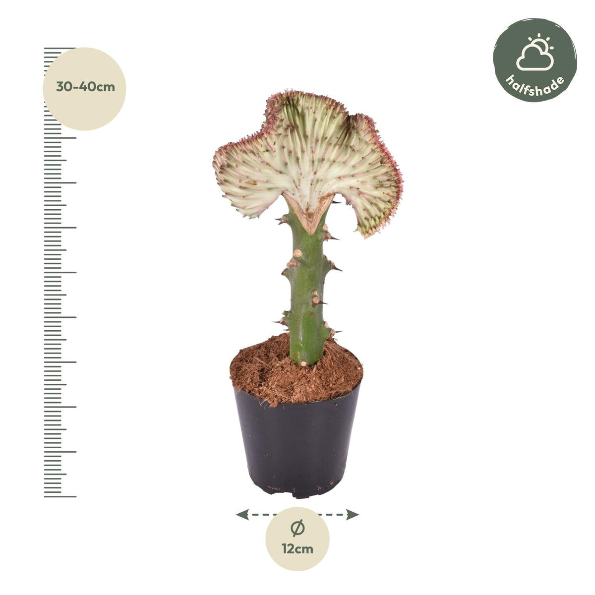 Euphorbia lactea Cristata rood - 35 cm - Forestbloom