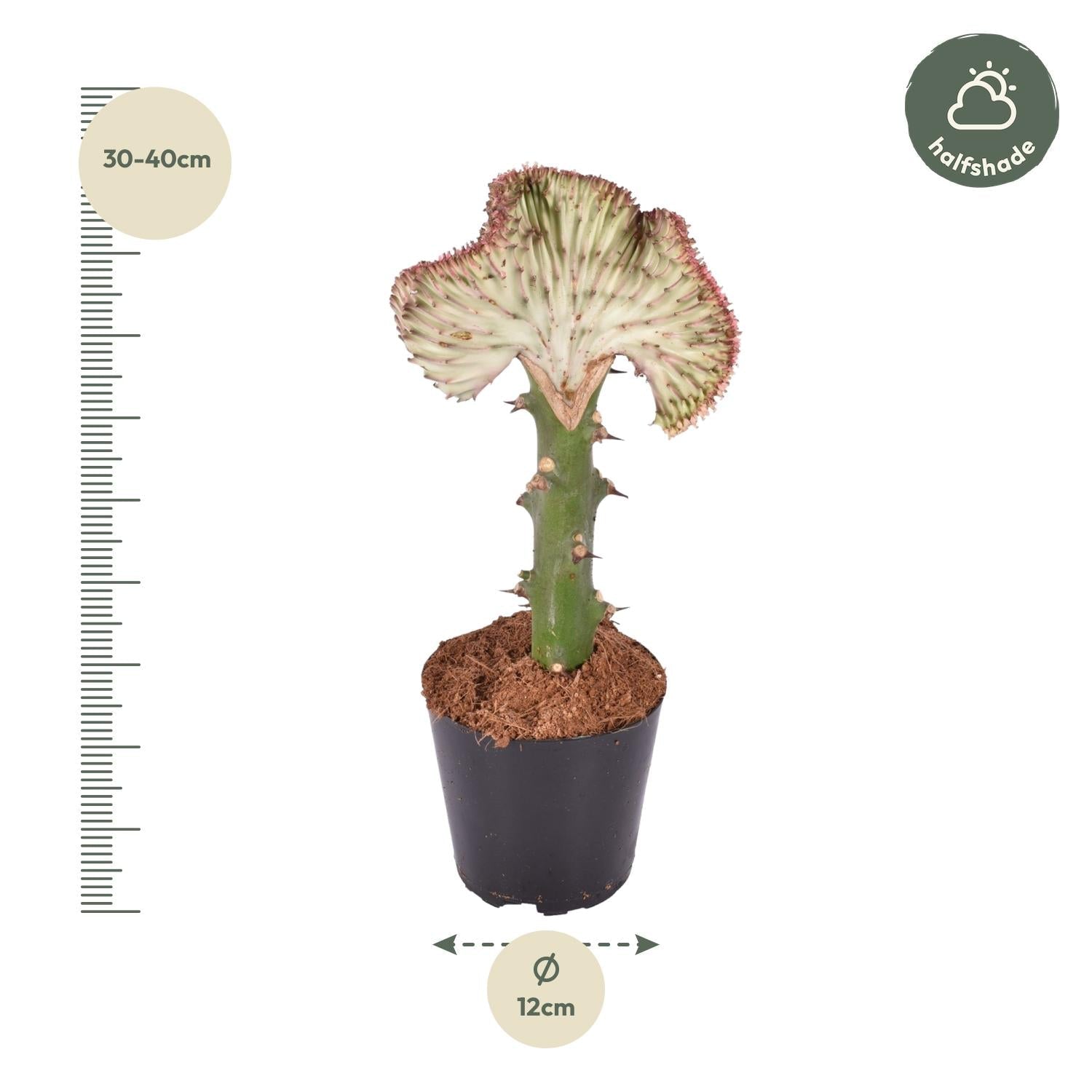 Euphorbia lactea Cristata rood - 35 cm - Forestbloom