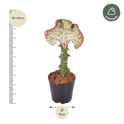 Euphorbia lactea Cristata rood - 35 cm - Forestbloom