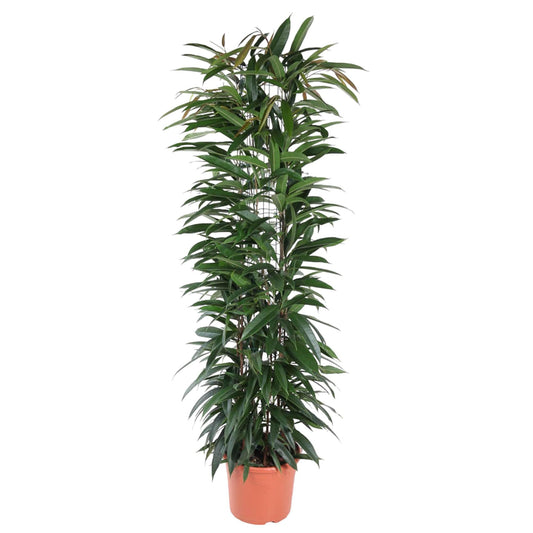 Ficus Alii King zuil - 150 cm - Forestbloom