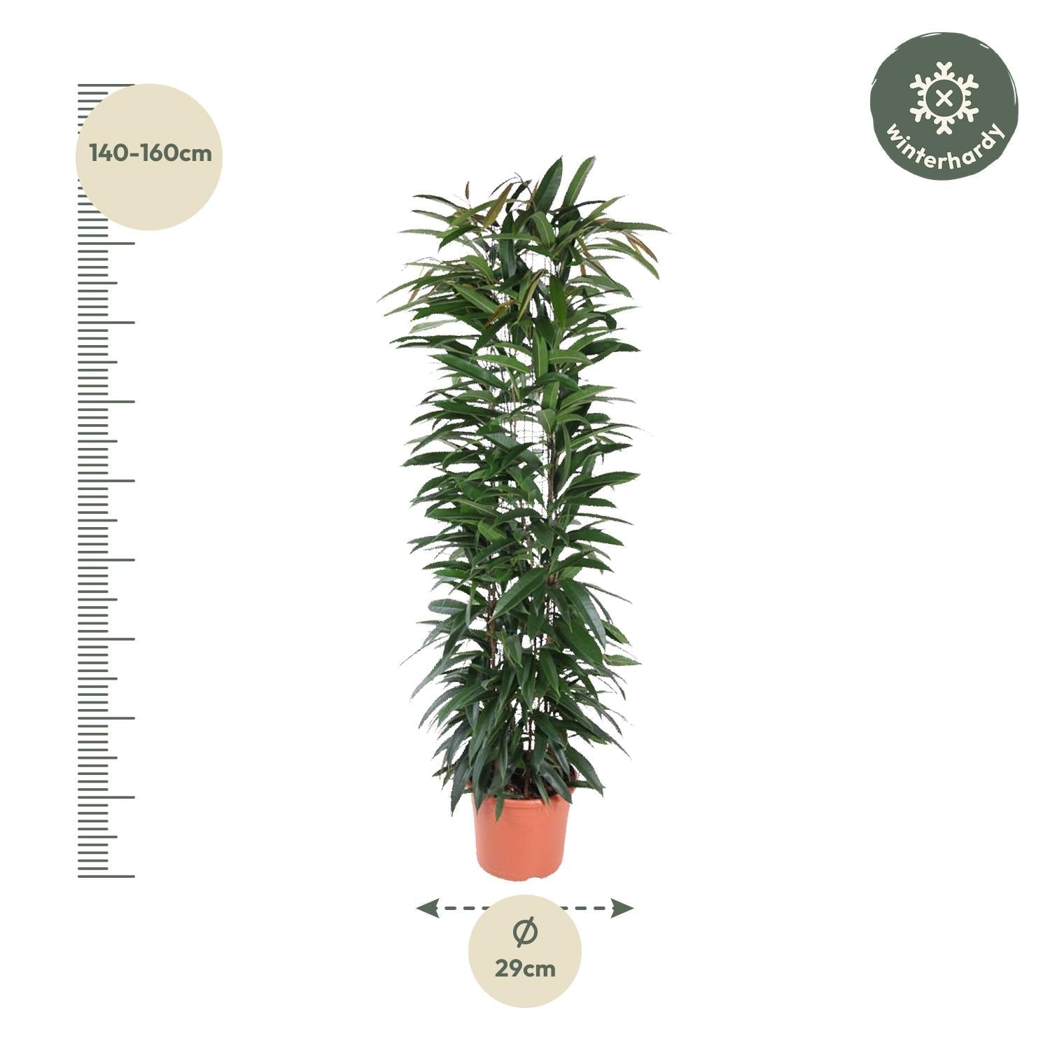 Ficus Alii King zuil - 150 cm - Forestbloom