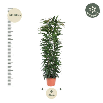 Ficus Alii King zuil - 150 cm - Forestbloom