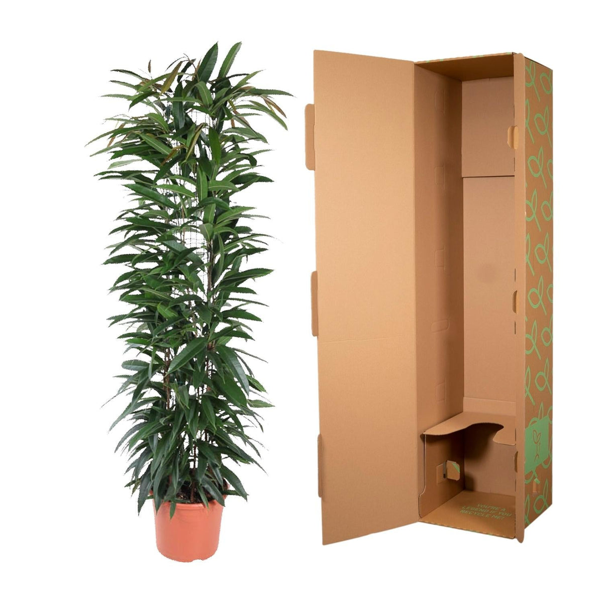 Ficus Alii King zuil - 150 cm - Forestbloom