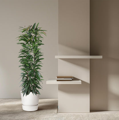 Ficus Alii King zuil - 150 cm - Forestbloom