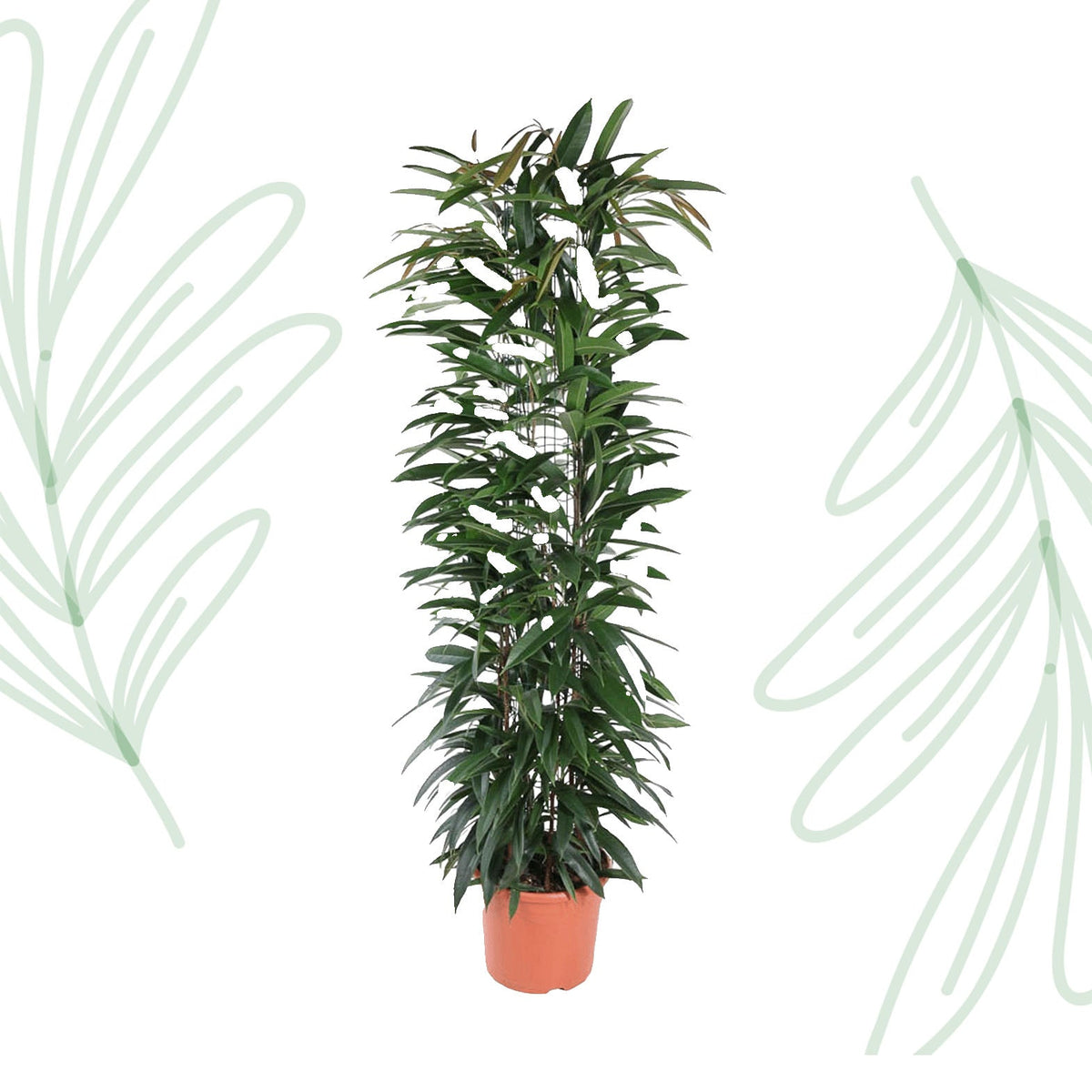 Ficus Alii King zuil - 150 cm - Forestbloom