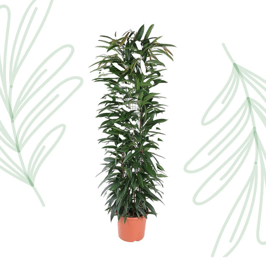 Ficus Alii King zuil - 150 cm - Forestbloom