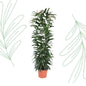 Ficus Alii King zuil - 150 cm - Forestbloom