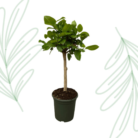 Ficus Altissima variegata - 100 cm - Forestbloom