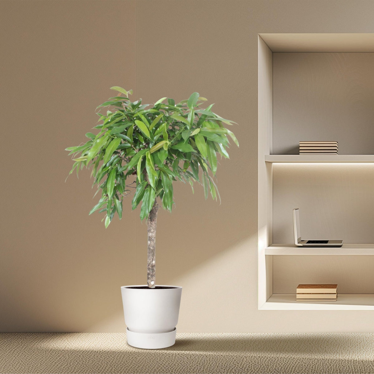 Ficus Amstel King - 130 cm - Forestbloom