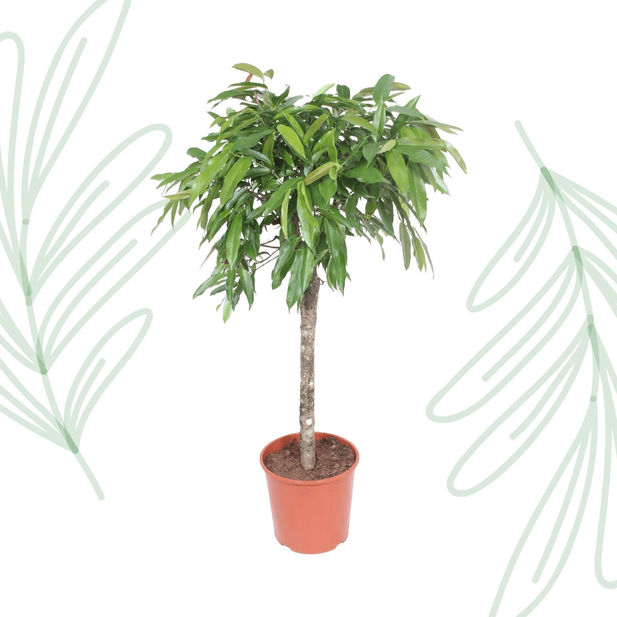 Ficus Amstel King - 130 cm - Forestbloom