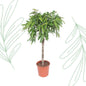 Ficus Amstel King - 130 cm - Forestbloom