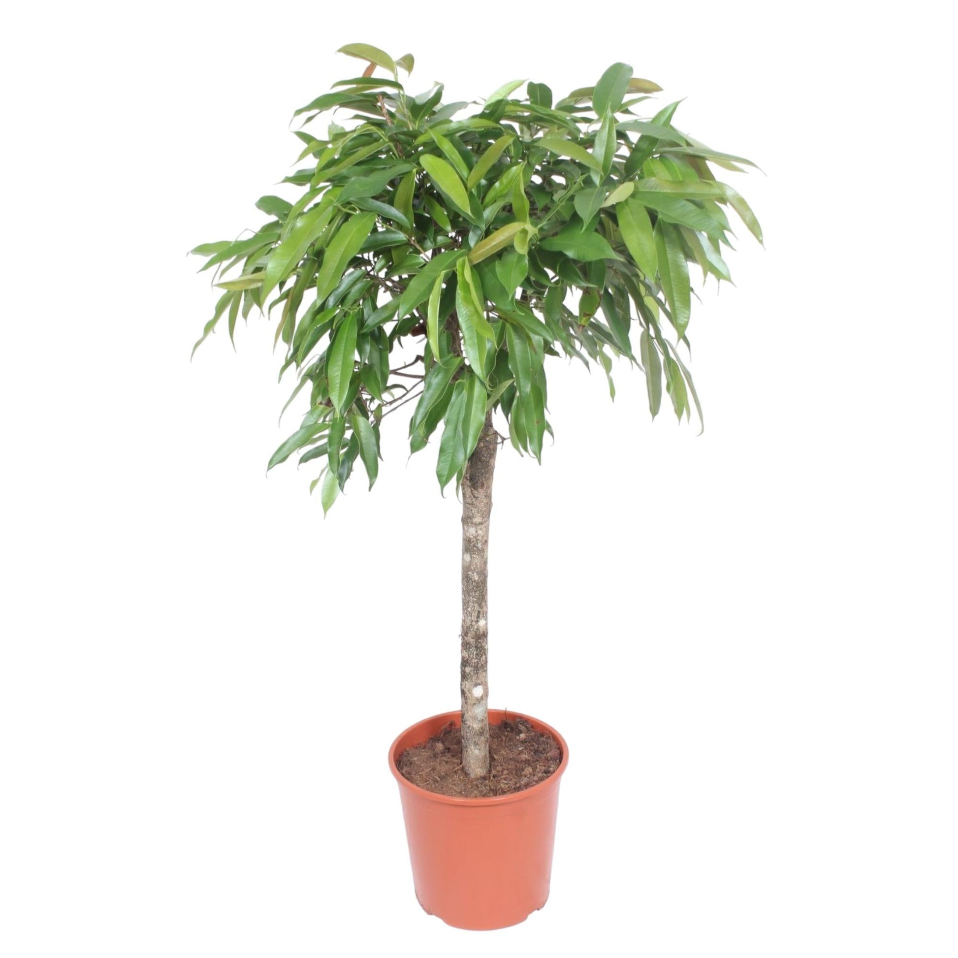 Ficus Amstel King - 130 cm - Forestbloom
