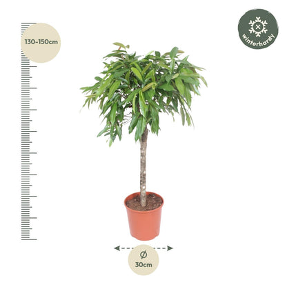 Ficus Amstel King - 130 cm - Forestbloom