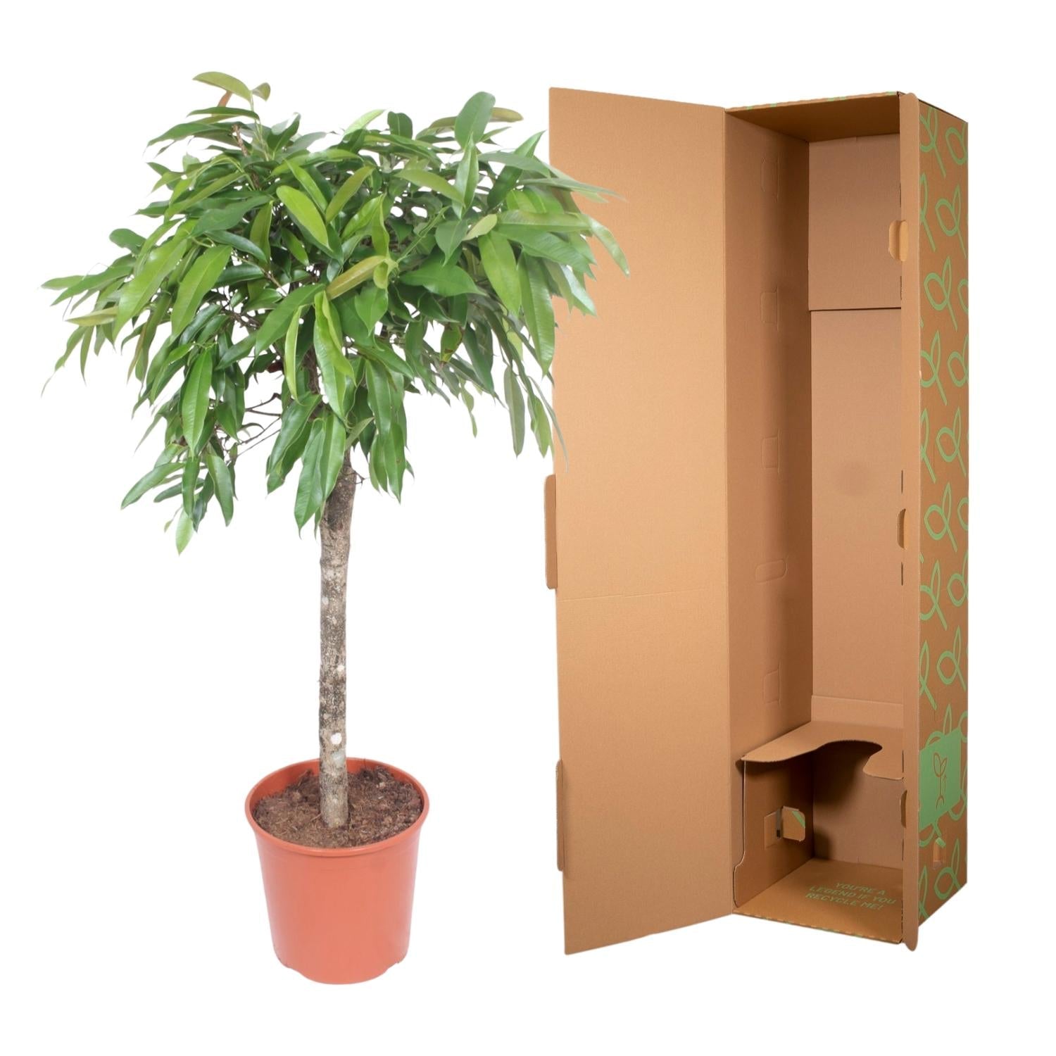 Ficus Amstel King - 130 cm - Forestbloom