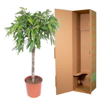 Ficus Amstel King - 130 cm - Forestbloom