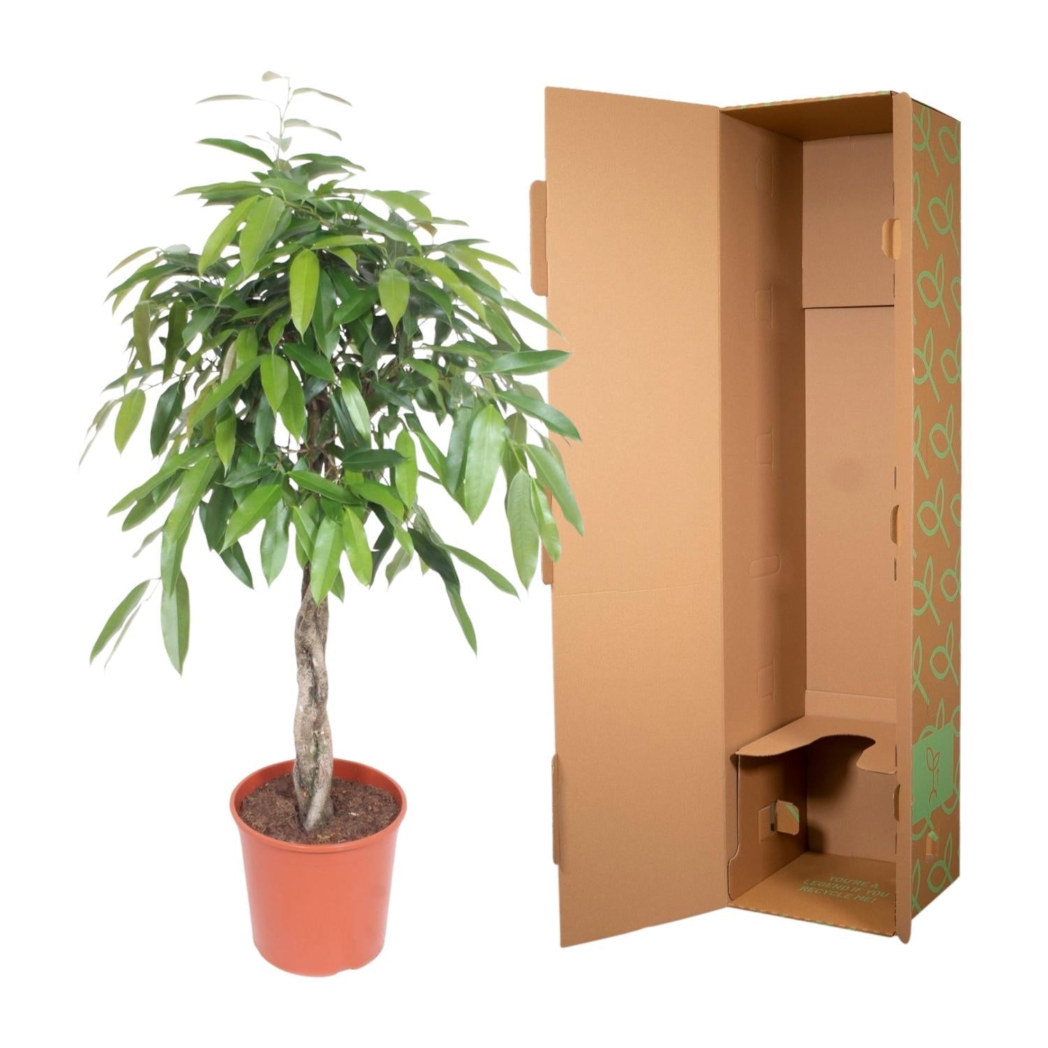 Ficus Amstel King gevlochten stam - 140 cm - Forestbloom