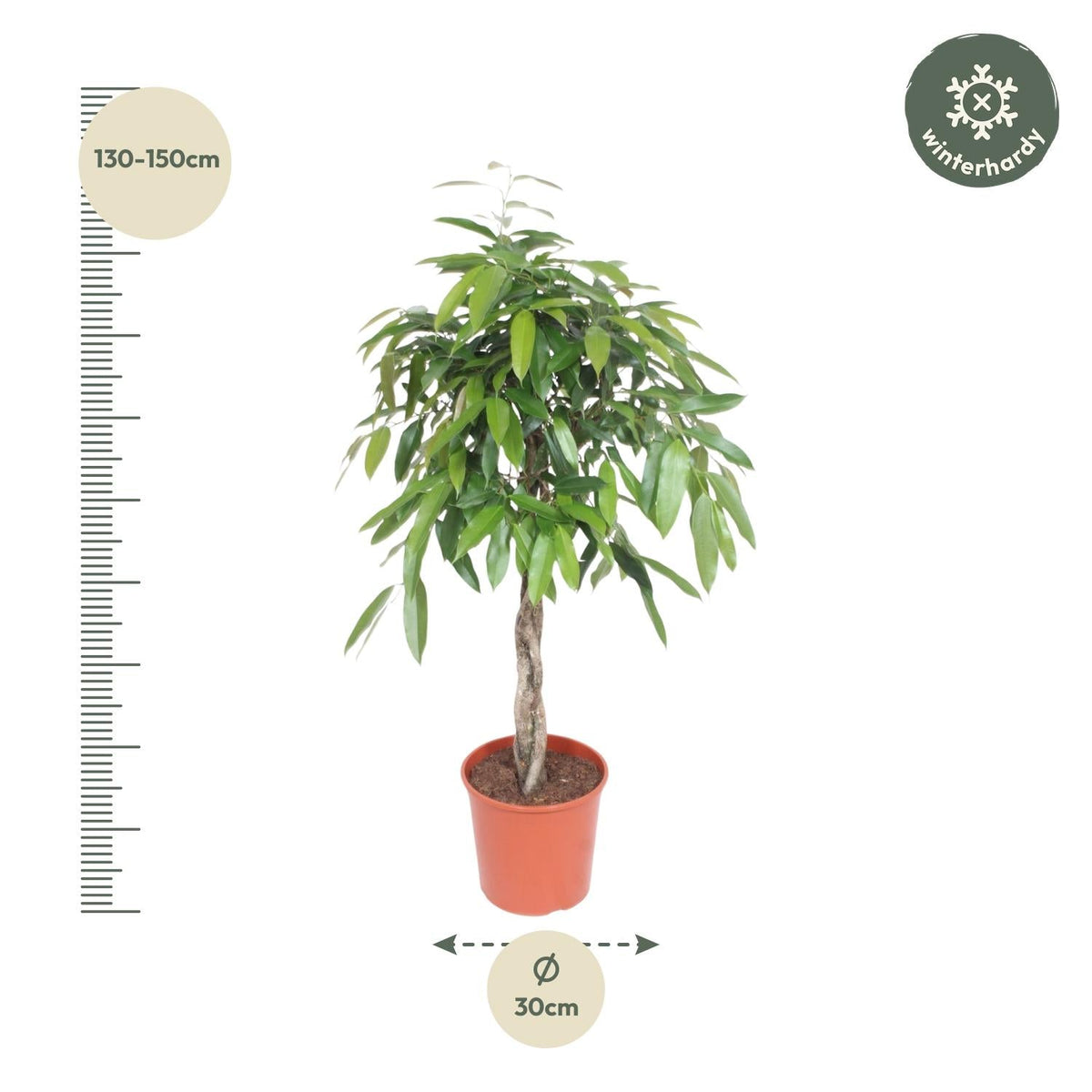 Ficus Amstel King gevlochten stam - 140 cm - Forestbloom