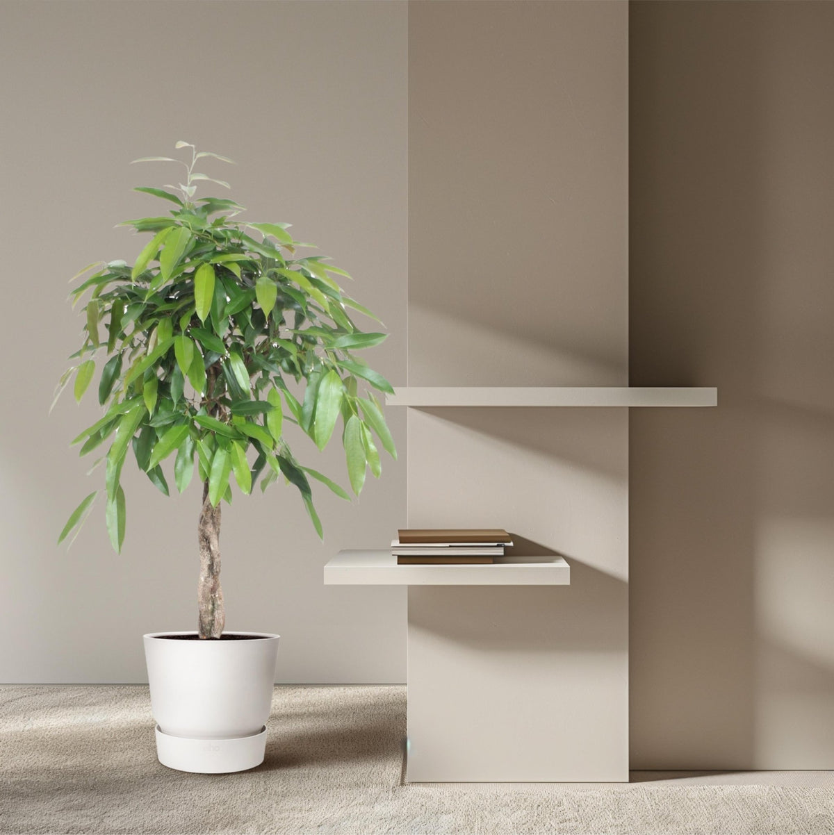 Ficus Amstel King gevlochten stam - 140 cm - Forestbloom