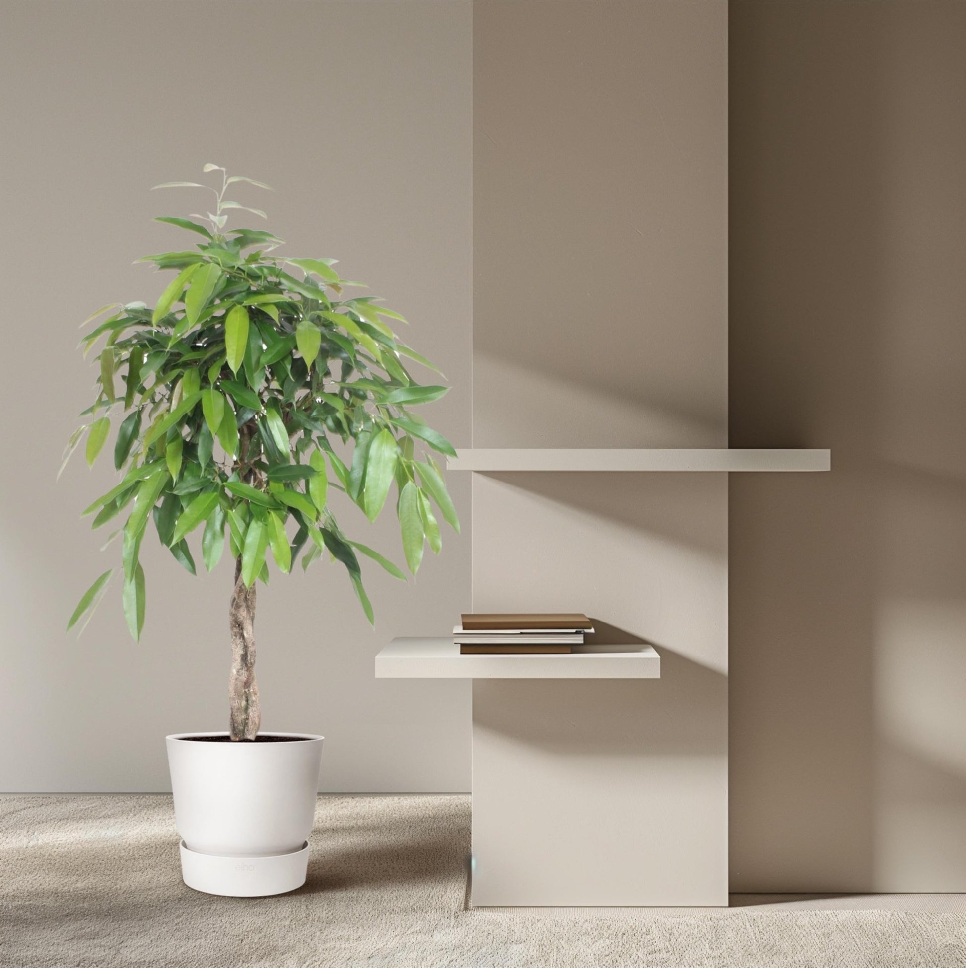 Ficus Amstel King gevlochten stam - 140 cm - Forestbloom