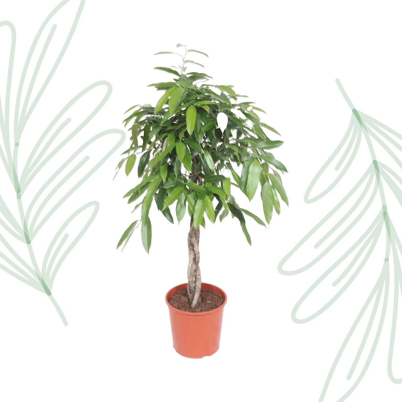 Ficus Amstel King gevlochten stam - 140 cm - Forestbloom