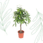 Ficus Amstel King gevlochten stam - 140 cm - Forestbloom