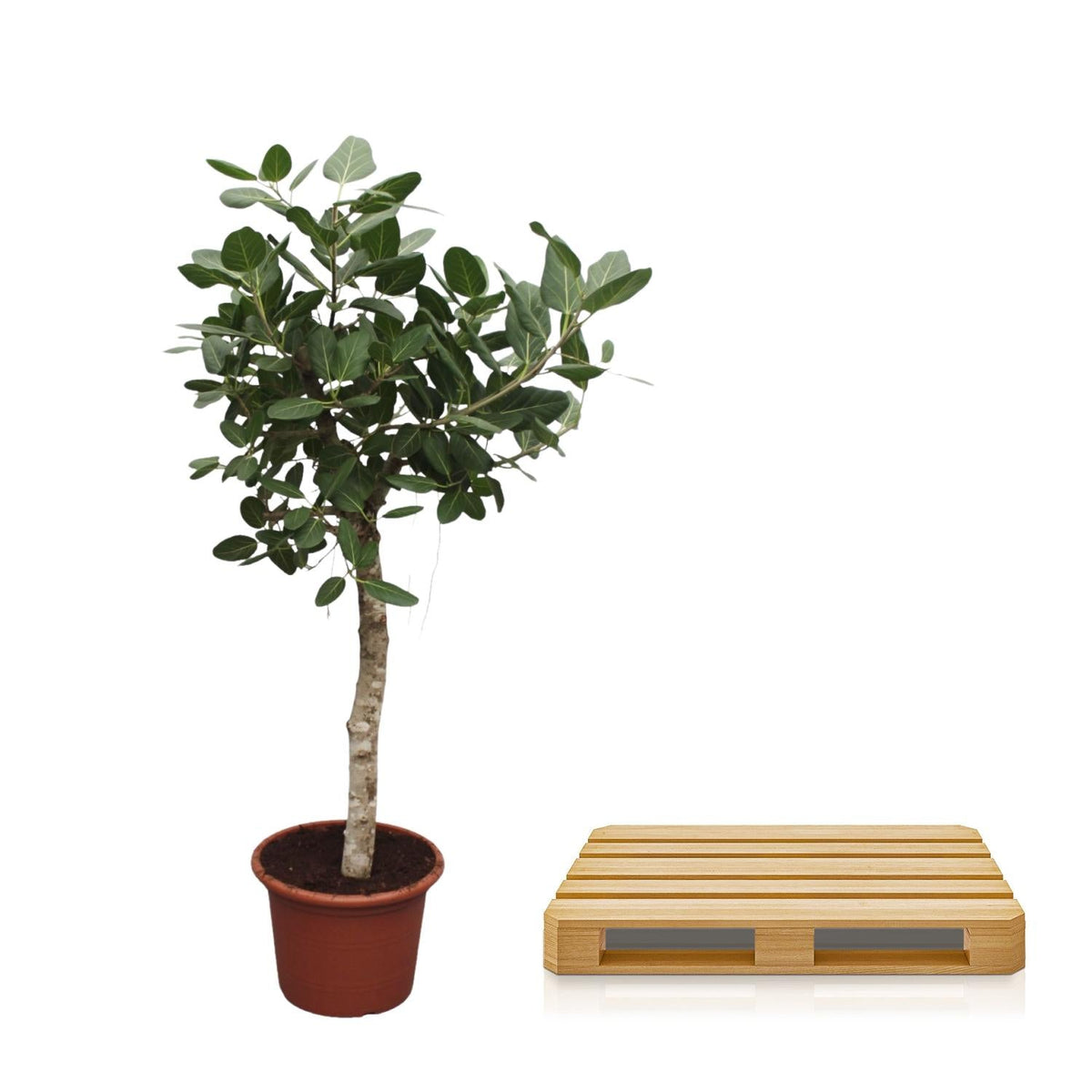 Ficus Benghalensis boom - 200 cm - Forestbloom