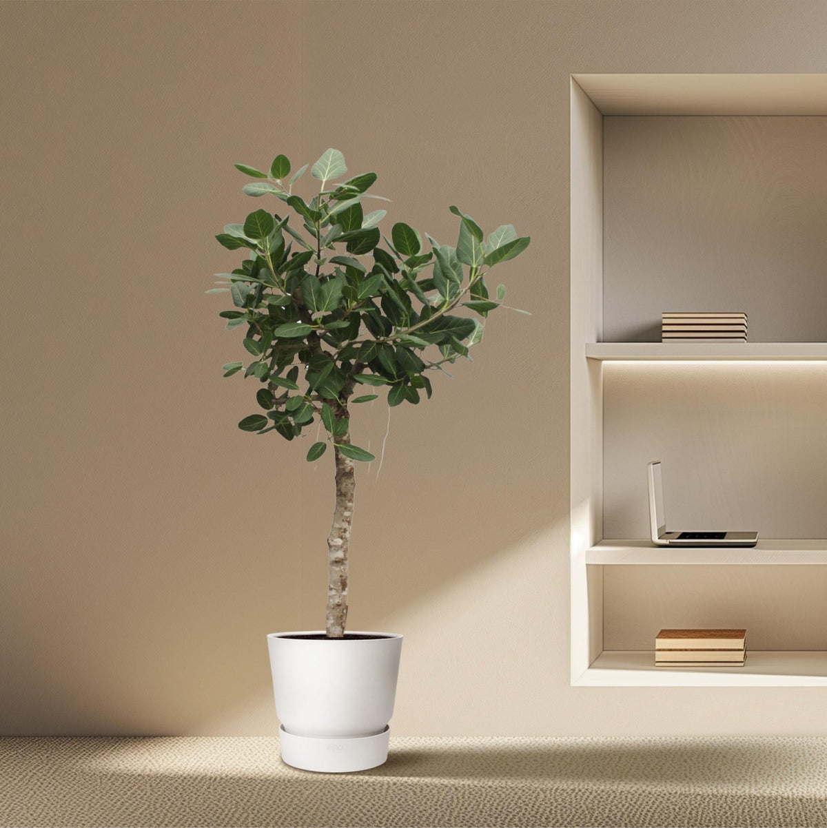 Ficus Benghalensis boom - 200 cm - Forestbloom