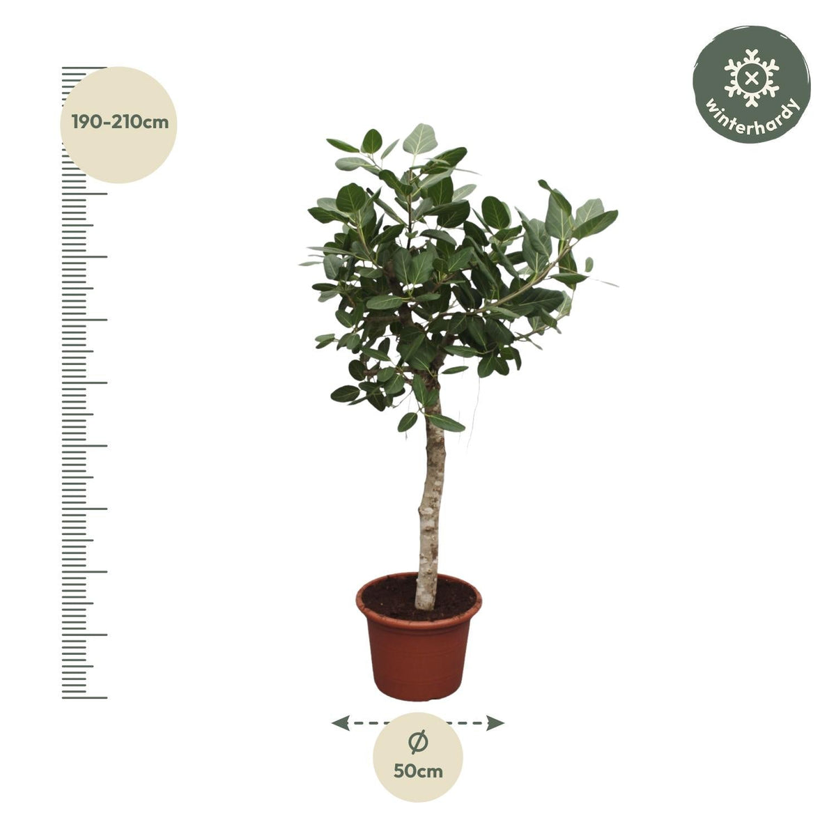 Ficus Benghalensis boom - 200 cm - Forestbloom