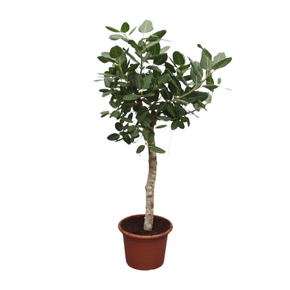Ficus Benghalensis boom - 200 cm - Forestbloom