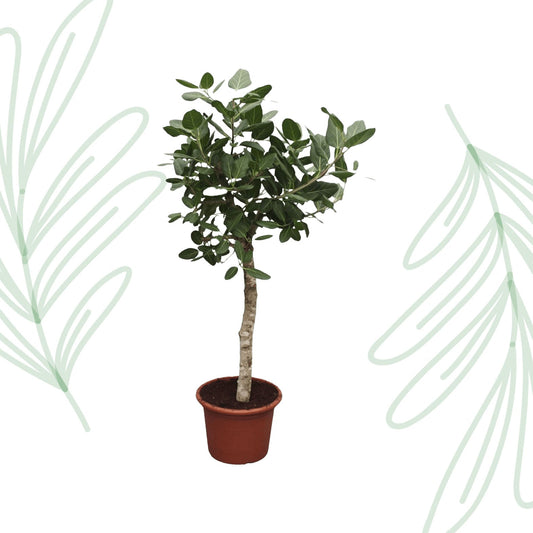 Ficus Benghalensis boom - 200 cm - Forestbloom