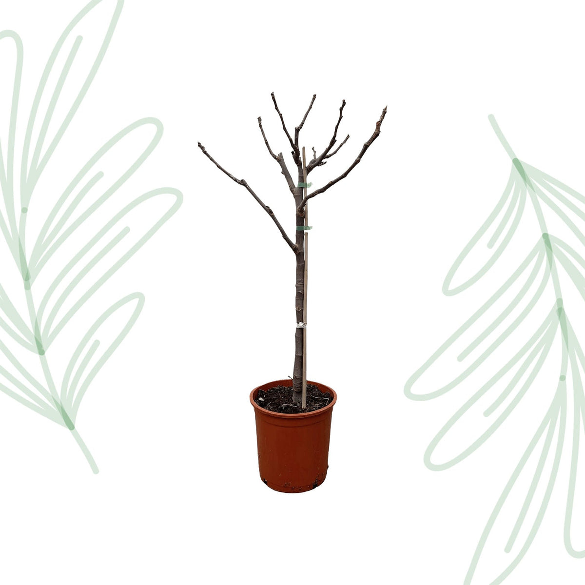 Ficus Carica op stam - 100 cm - Forestbloom