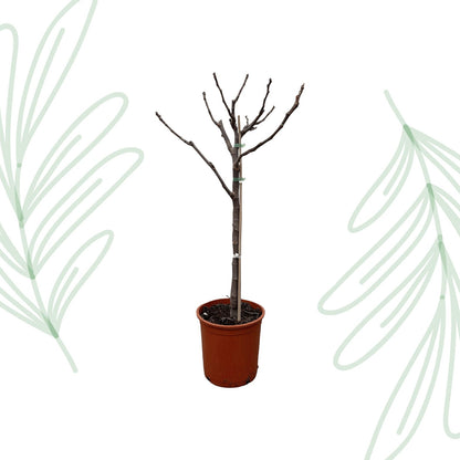 Ficus Carica op stam - 100 cm - Forestbloom