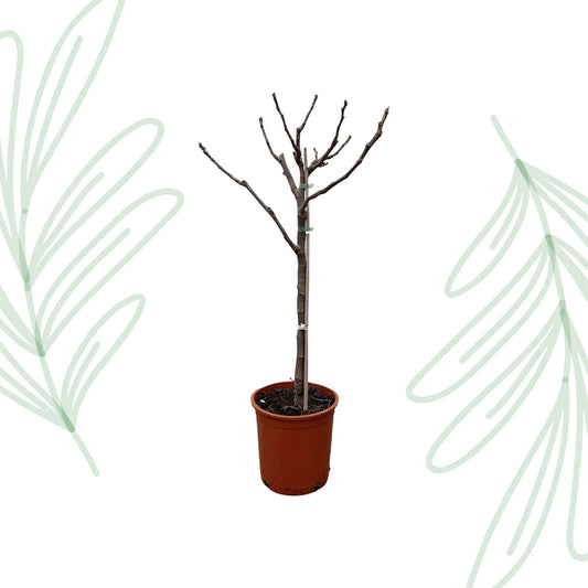Ficus Carica op stam - 100 cm - Forestbloom