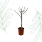 Ficus Carica op stam - 100 cm - Forestbloom