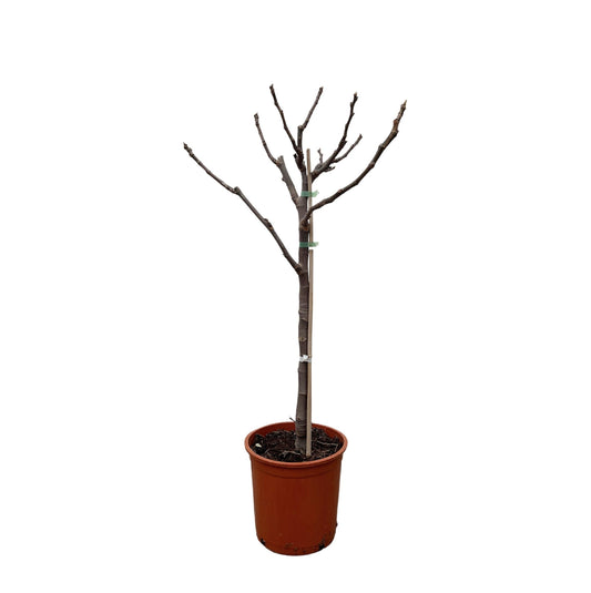 Ficus Carica op stam - 100 cm - Forestbloom