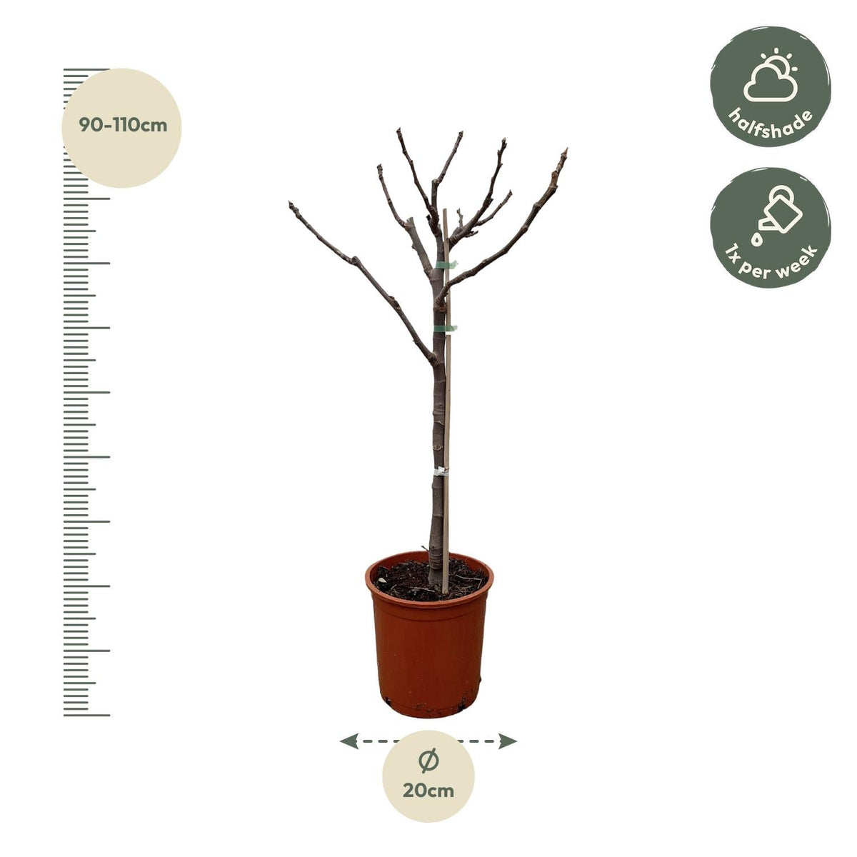 Ficus Carica op stam - 100 cm - Forestbloom