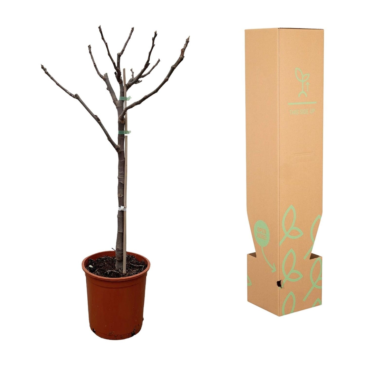 Ficus Carica op stam - 100 cm - Forestbloom