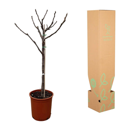Ficus Carica op stam - 100 cm - Forestbloom