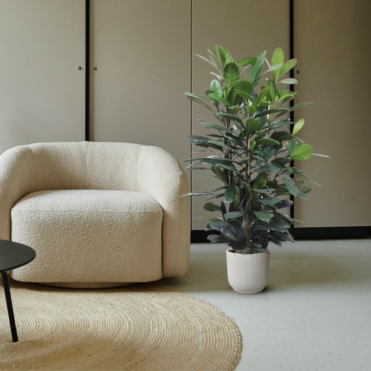 Ficus Cyathistipula struik - 140 cm - Forestbloom