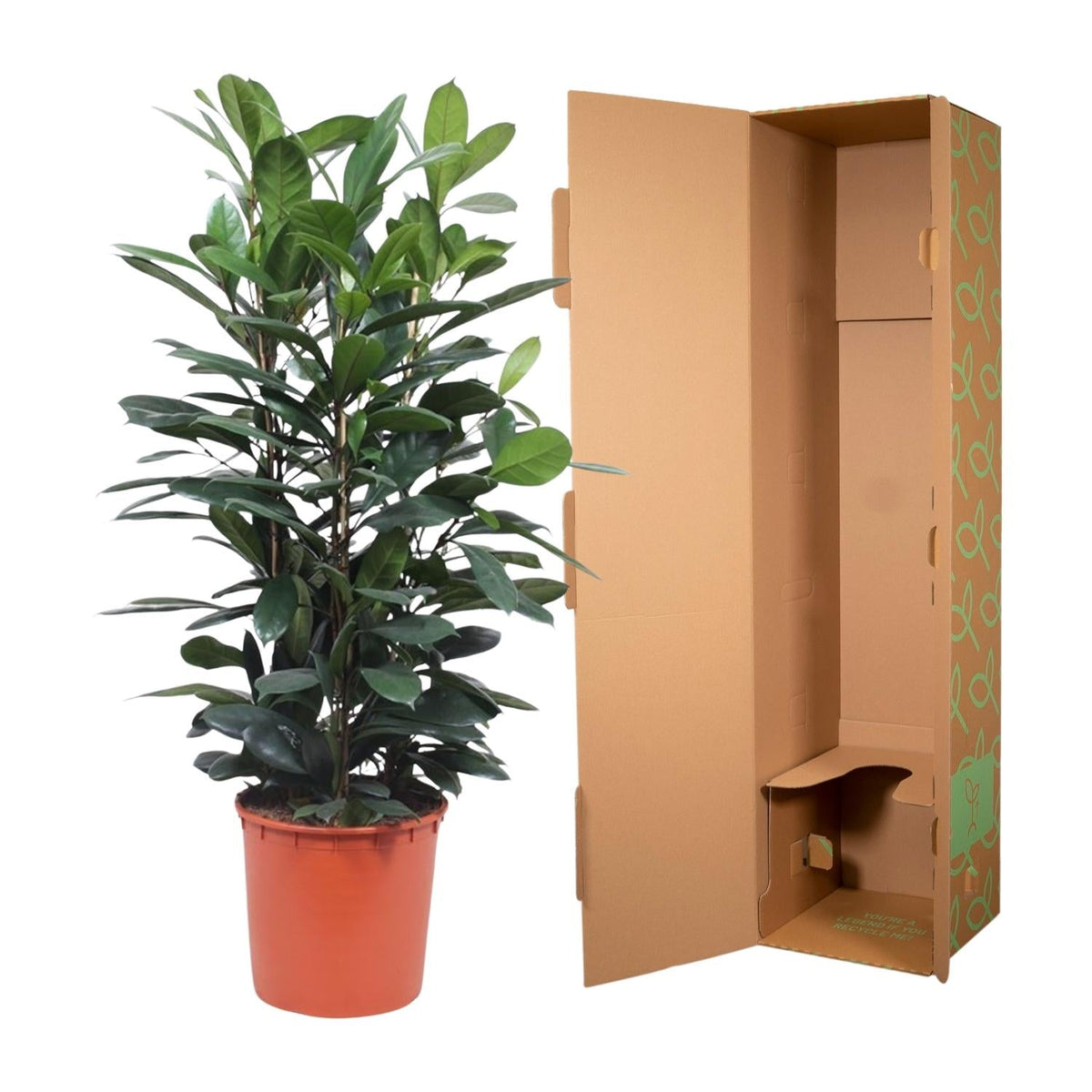 Ficus Cyathistipula struik - 140 cm - Forestbloom