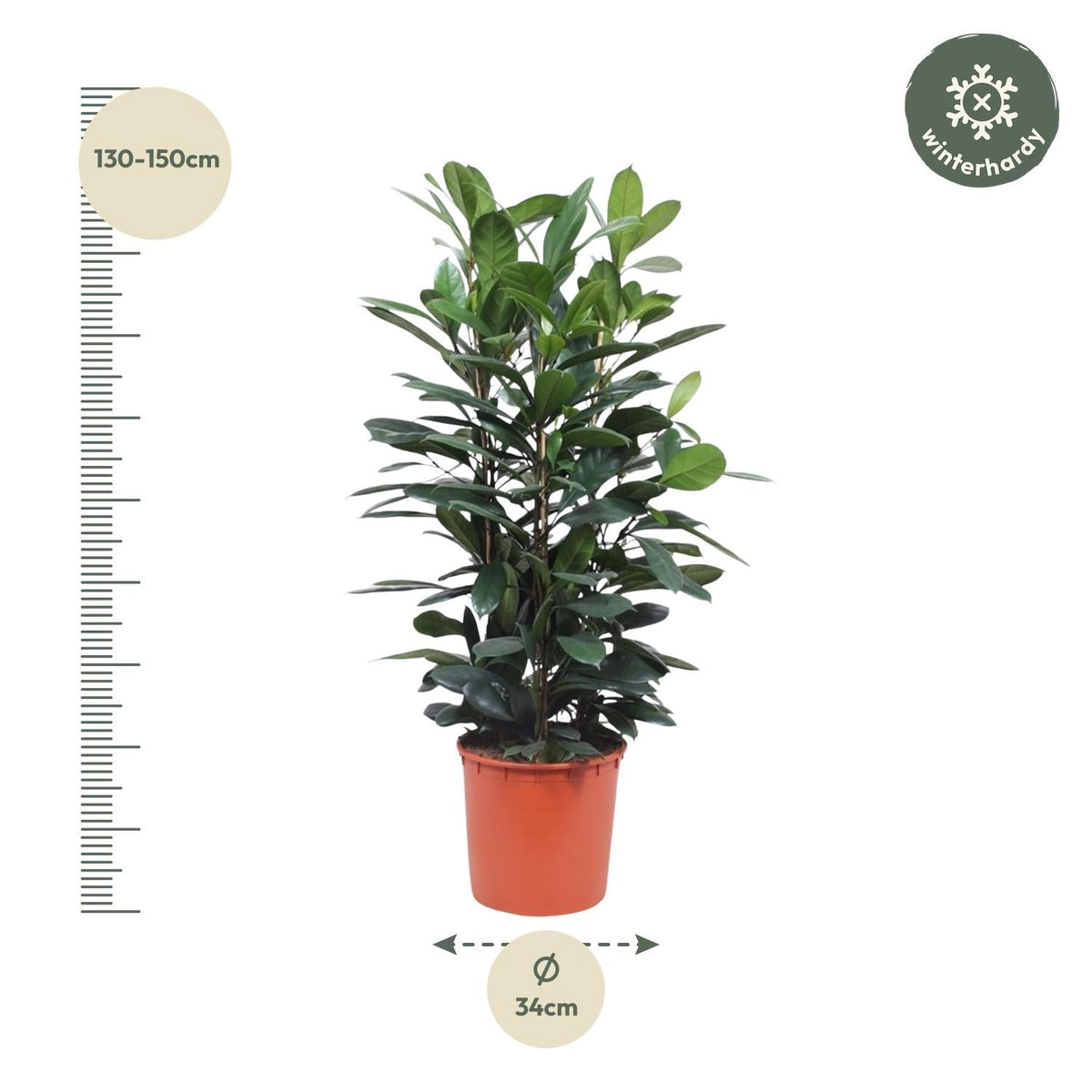Ficus Cyathistipula struik - 140 cm - Forestbloom