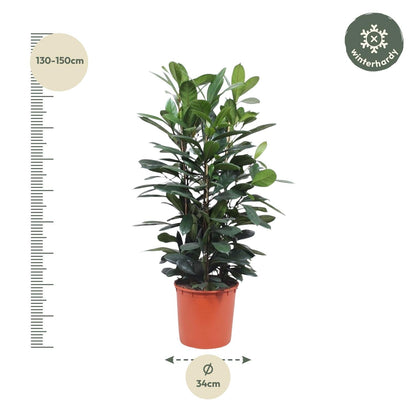 Ficus Cyathistipula struik - 140 cm - Forestbloom