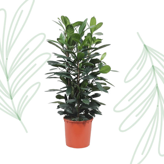 Ficus Cyathistipula struik - 140 cm - Forestbloom