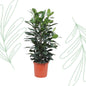 Ficus Cyathistipula struik - 140 cm - Forestbloom