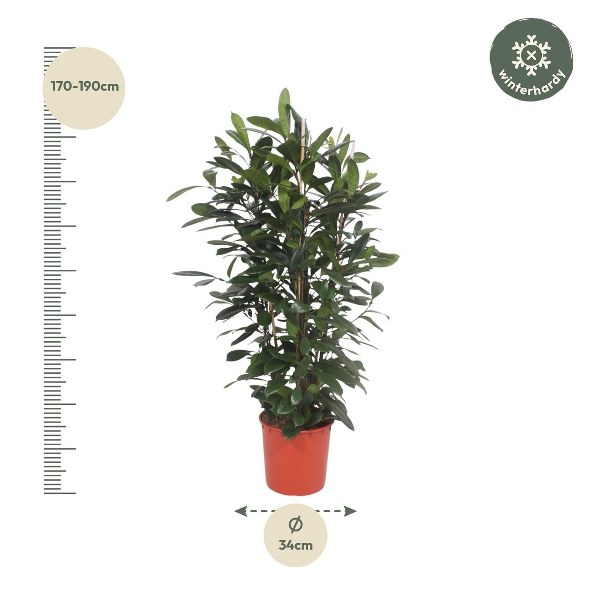 Ficus Cyathistipula struik - 180 cm - Forestbloom